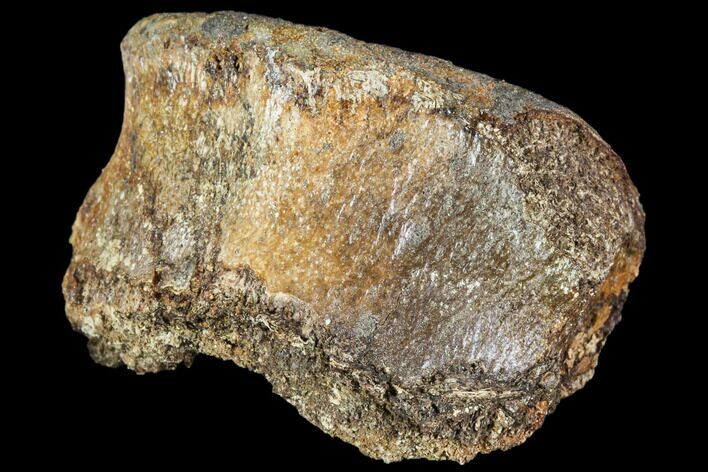 Fossil Hadrosaur Phalange (Toe) - Montana #106862